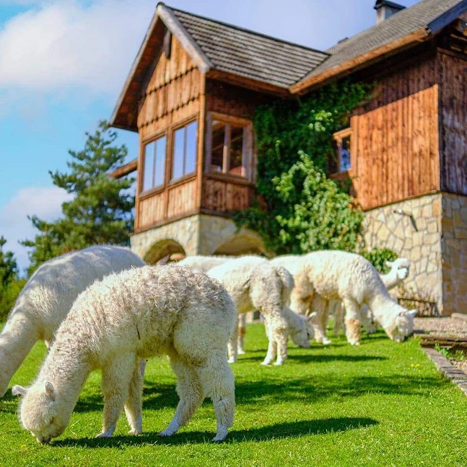 DYZIOWKA.webp [209.14 KB]