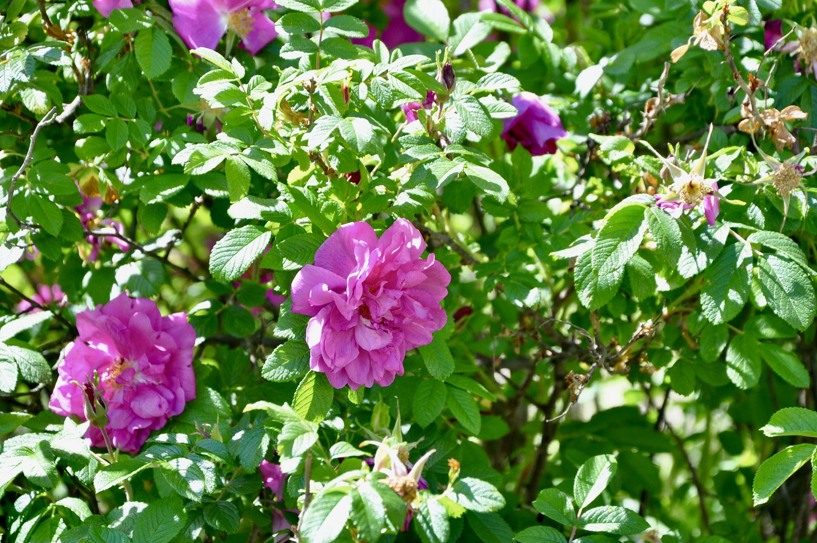 DSC_0034.JPG [1.61 MB]