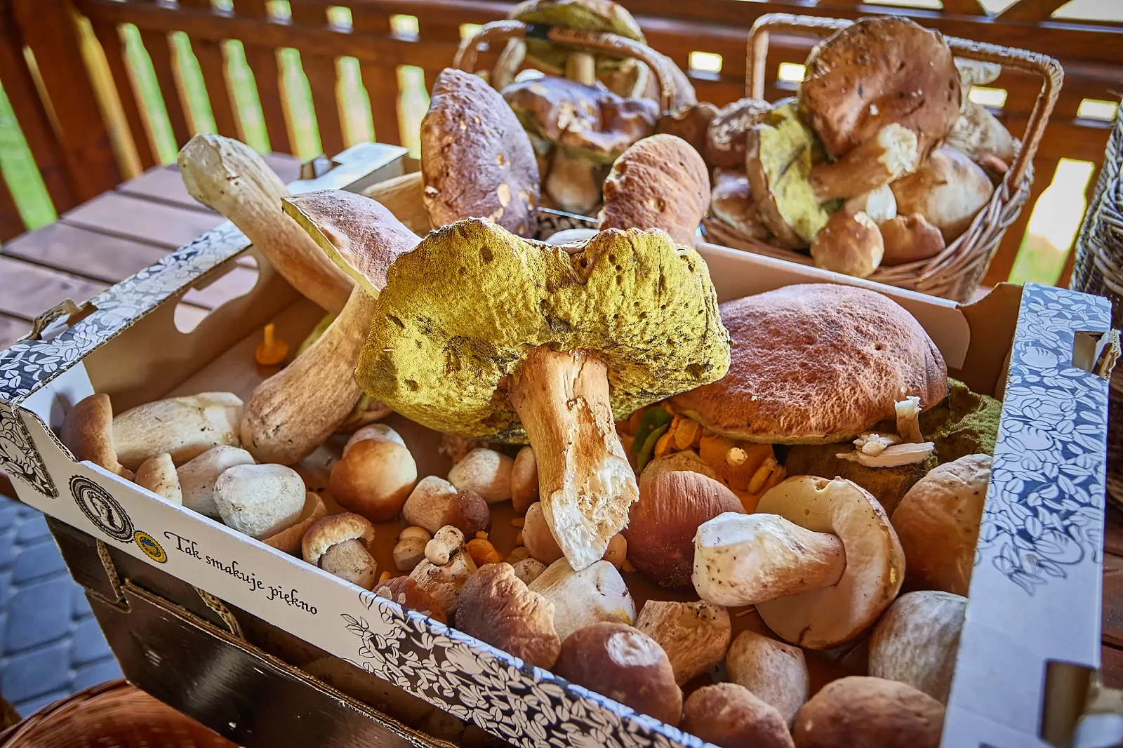 Roztoczański-Król-Grzybobrania-10.webp [313.00 KB]