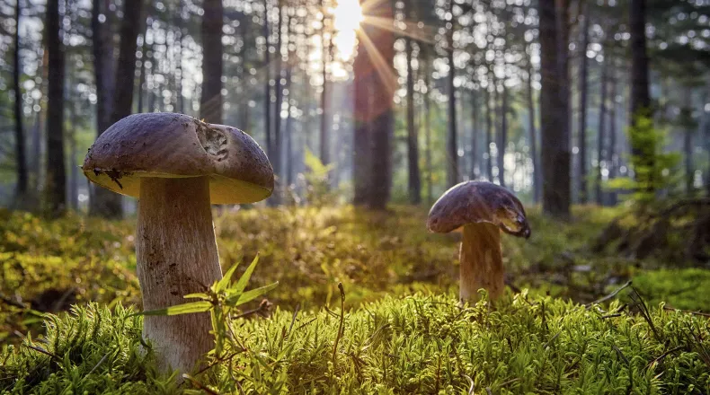 Prawdziwki, fot. Krystian Kłysewicz