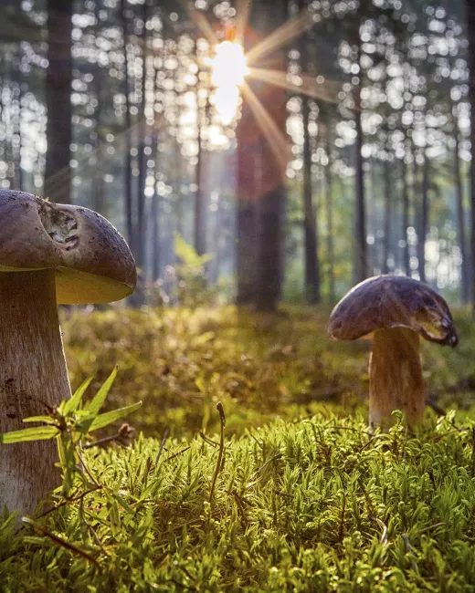 Boletus mushrooms, photo by Krystian Kłysewicz