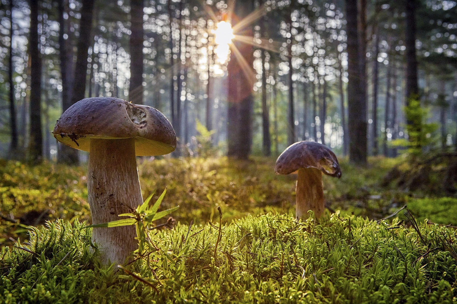 prawdziwki-_1_.webp [1.14 MB]