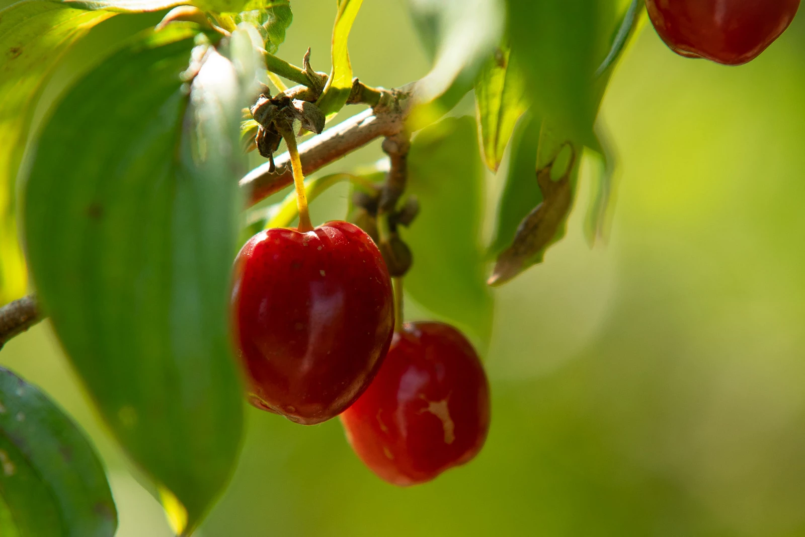 Dereń_MBosek.webp [278.46 KB]