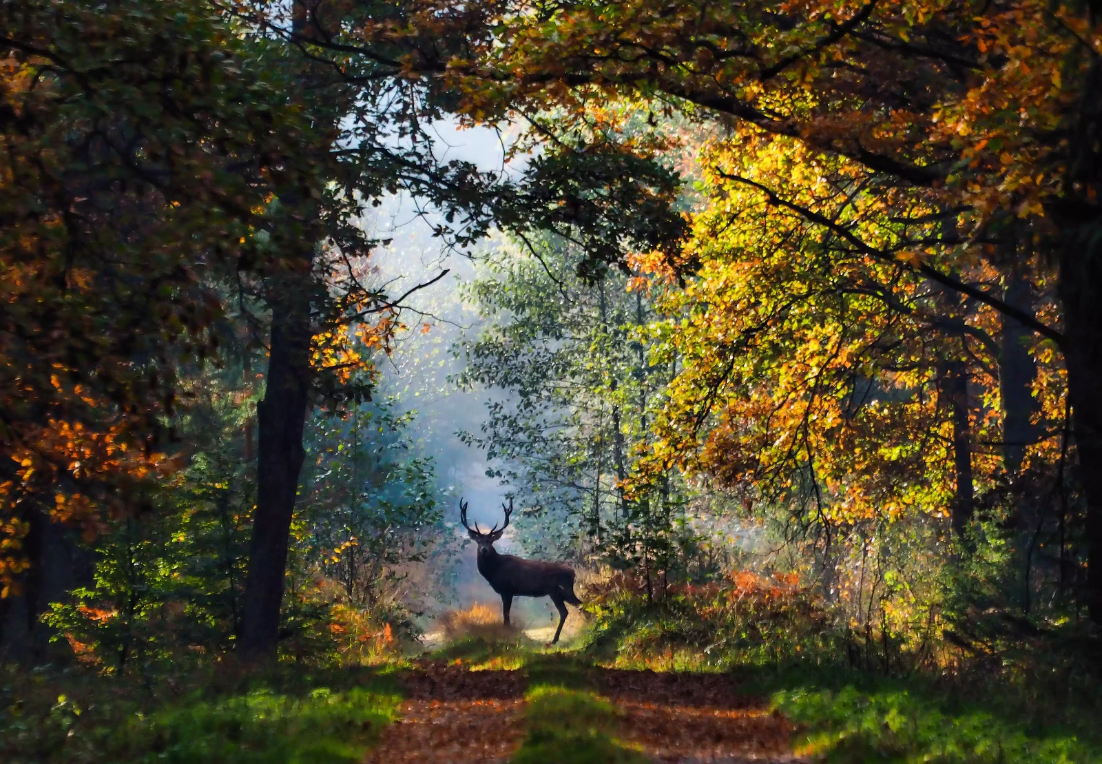 Grzegorz_Kilijański_Puszcza_Sandomierska_Tarnobrzeg_1907.webp [787.01 KB]