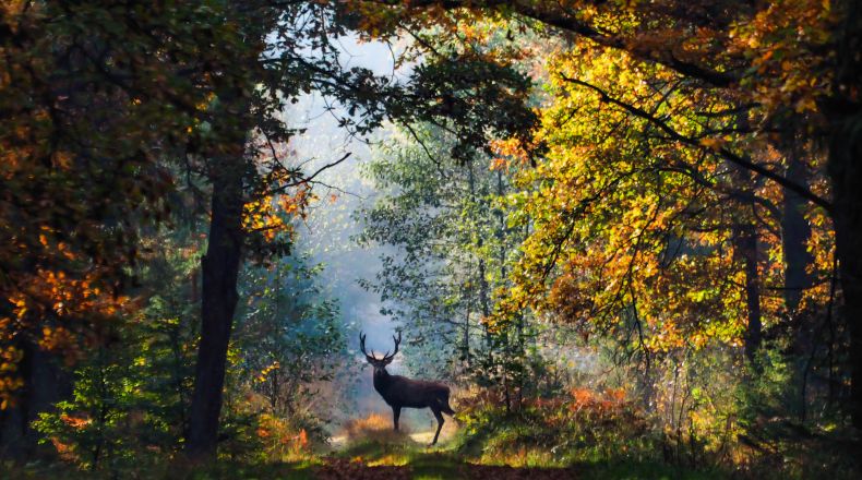 puszcza las jeleń na ścieżce