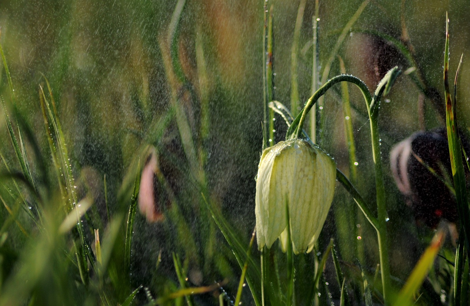 155_SZACHOWNICA_09.04.2017_Krowniki.jpg [1.79 MB]