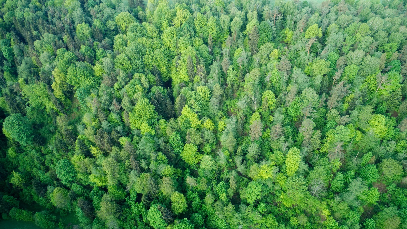 05 Bieszczadzki las.webp [5.63 MB]