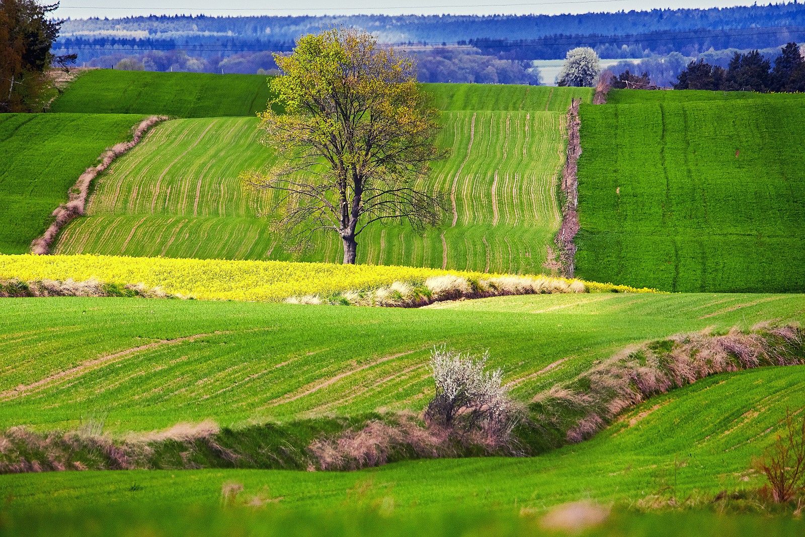 roztocze pole Narol drzewo.jpg [19.61 MB]