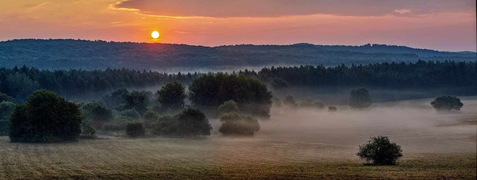 Krystian_Kłysewicz_Murawy kserotermiczne „Dahany”, Stara Huta_5624_11.webp [727.89 KB]